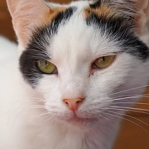 Koty ze schroniska do adopcji Mania