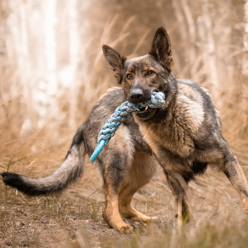 Psy ze schroniska do adopcji Mądra ESTRELA
