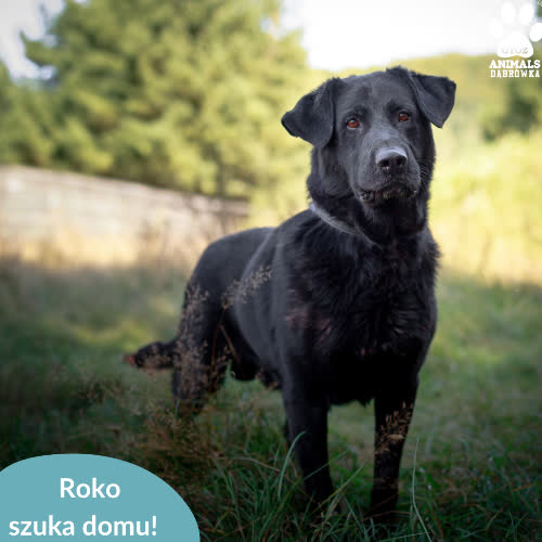 Psy ze schroniska do adopcji Roko