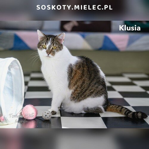 Klusia