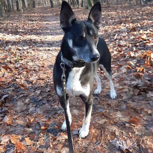 Psy ze schroniska do adopcji Dylan