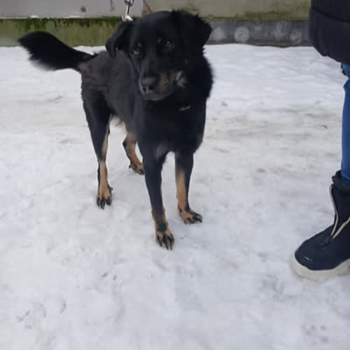 Psy ze schroniska do adopcji TOSIEK