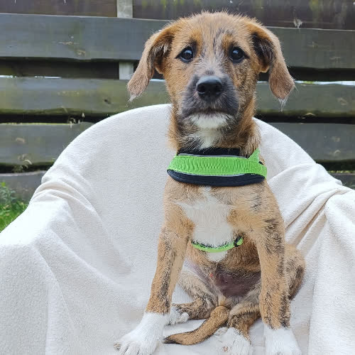 Psy ze schroniska do adopcji Burbon