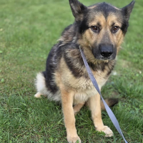 Psy ze schroniska do adopcji Wacek mix owczarek 
