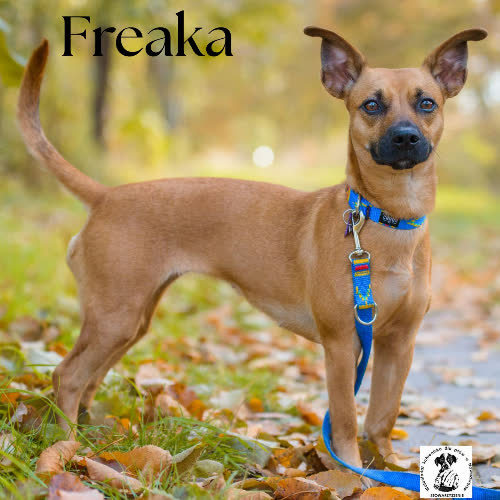 Psy ze schroniska do adopcji Freaka