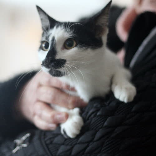 Chmurka - szukamy też DT!