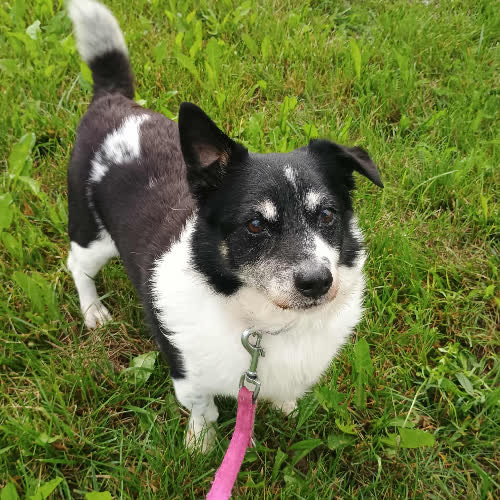 Psy ze schroniska do adopcji Dżaba