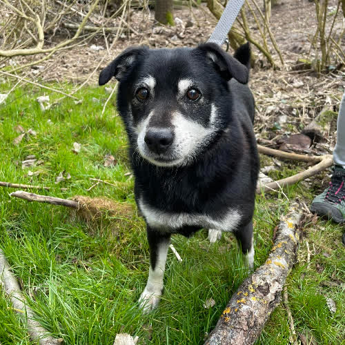 Psy ze schroniska do adopcji Ciastek