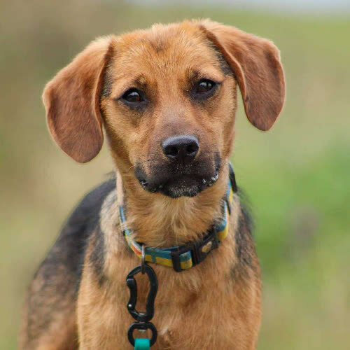 Psy ze schroniska do adopcji Trafik