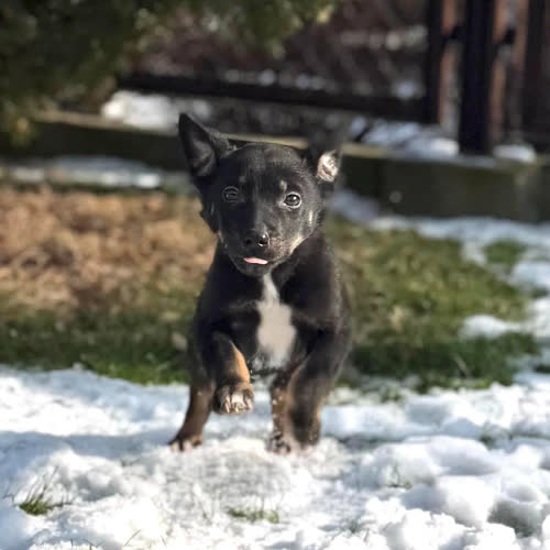 Psy ze schroniska do adopcji Clif 