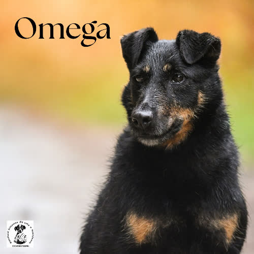 Psy ze schroniska do adopcji Omega