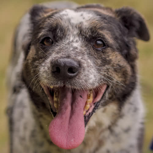 Psy ze schroniska do adopcji Kropek