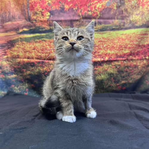 Koty ze schroniska do adopcji Felek