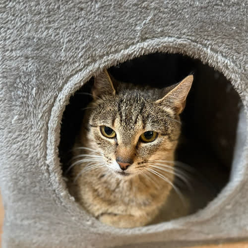 Koty ze schroniska do adopcji Bloom