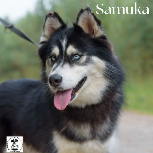 Samuka