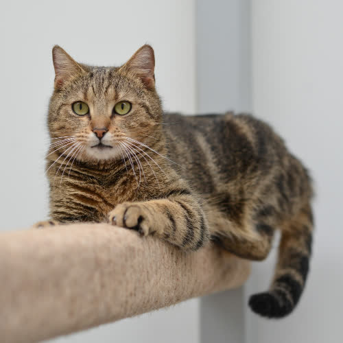 Koty ze schroniska do adopcji Wiśnia