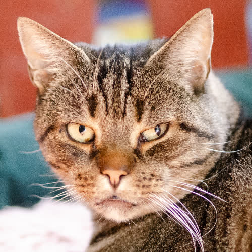 Koty ze schroniska do adopcji Ramzes