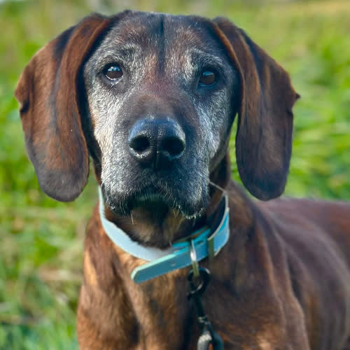 Psy ze schroniska do adopcji Trio