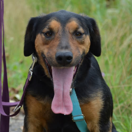 Psy ze schroniska do adopcji HUGO