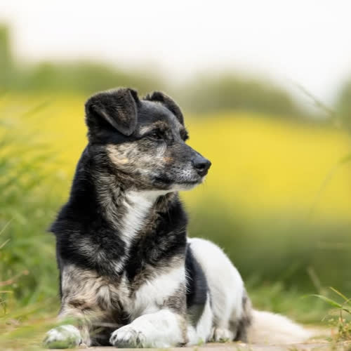 Psy ze schroniska do adopcji Wanda