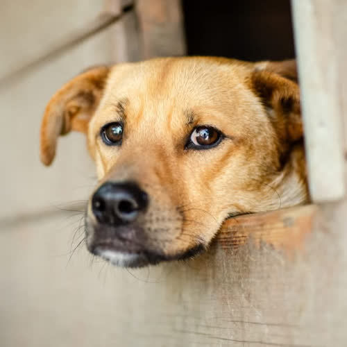 Psy ze schroniska do adopcji Rydzyk