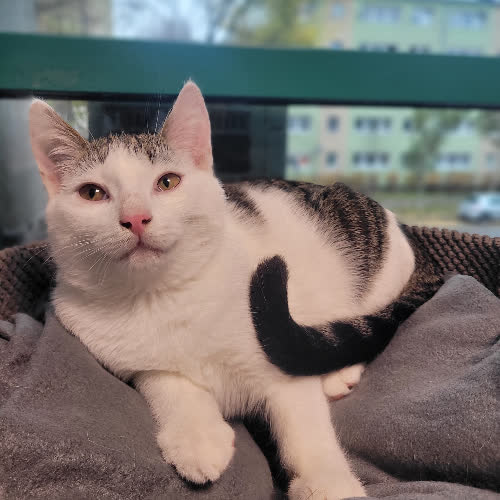 Koty ze schroniska do adopcji Sprite