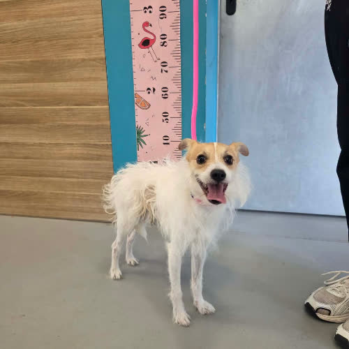 Psy ze schroniska do adopcji Majlo