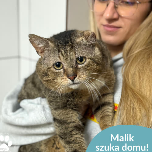 Malik