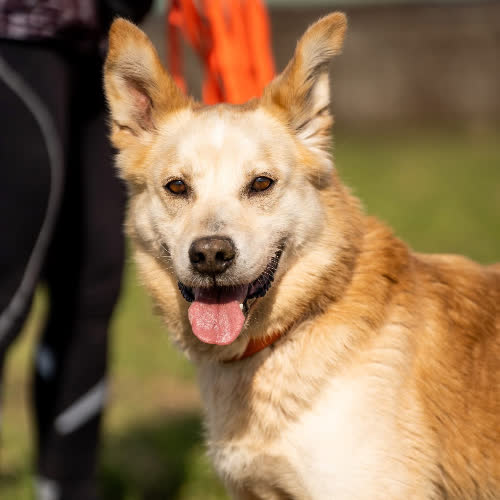 Psy ze schroniska do adopcji Goldie