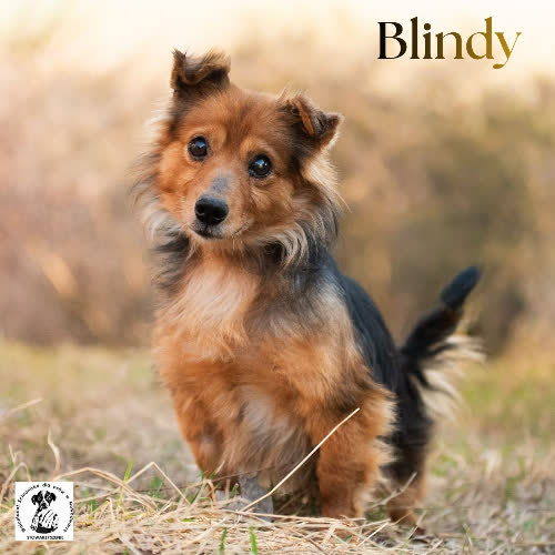 Psy ze schroniska do adopcji Ufny Blindy