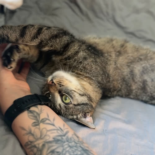 Fistaszek