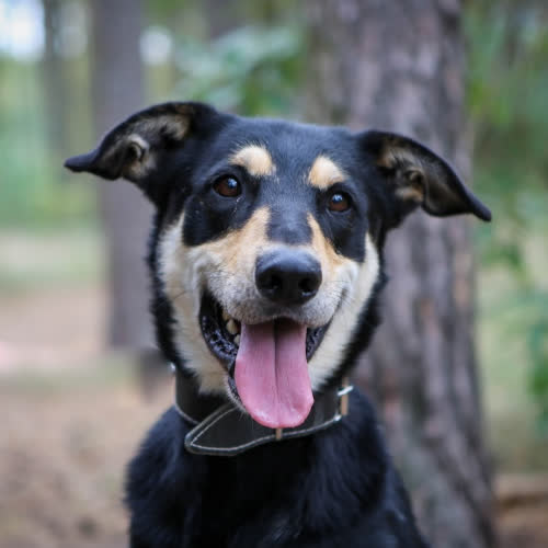 Psy ze schroniska do adopcji Pluto