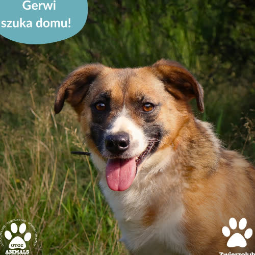 Psy ze schroniska do adopcji Gerwi