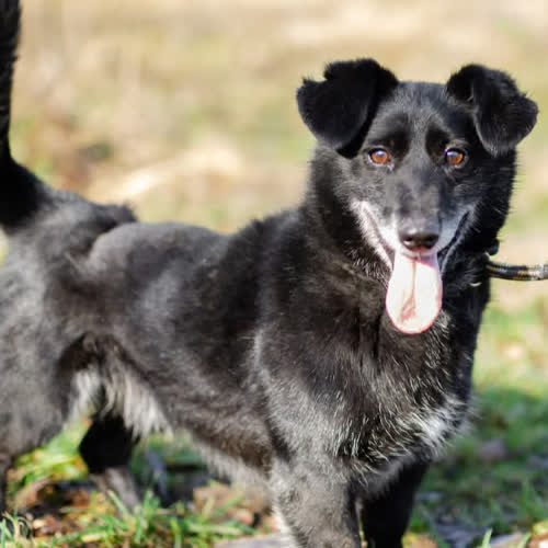 Psy ze schroniska do adopcji Patyk