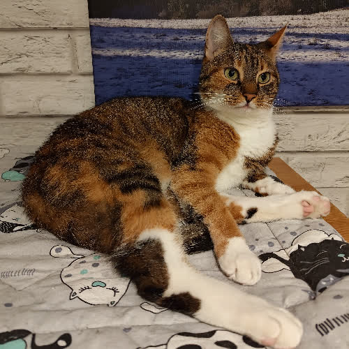 Koty ze schroniska do adopcji Miso