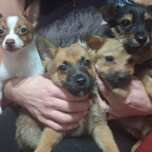 Psy ze schroniska do adopcji Szczeniaki