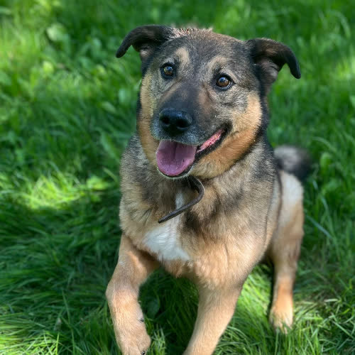 Psy ze schroniska do adopcji Dolar 