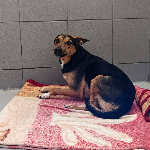 Psy ze schroniska do adopcji RONIE