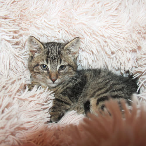 Koty ze schroniska do adopcji Lolek