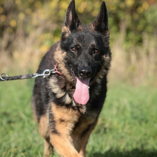 Psy ze schroniska do adopcji Dingo