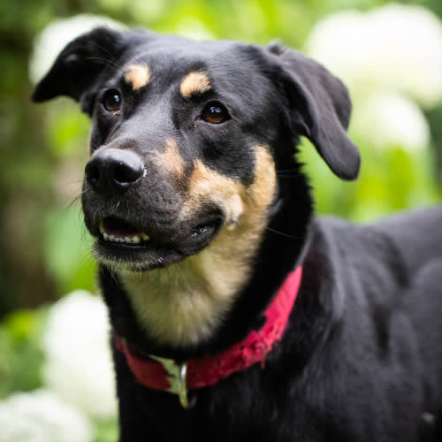 Psy ze schroniska do adopcji Bella
