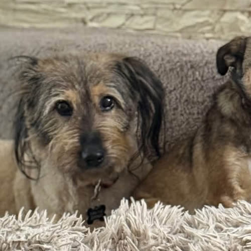 Psy ze schroniska do adopcji Freja 