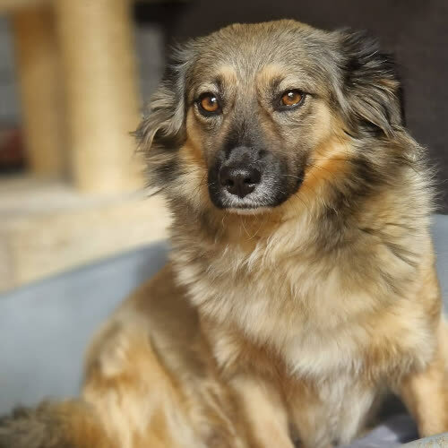 Psy ze schroniska do adopcji Żabka 