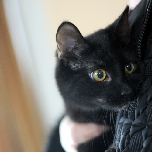 Beza - szukamy też DT!