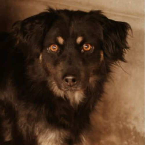 Psy ze schroniska do adopcji Odie