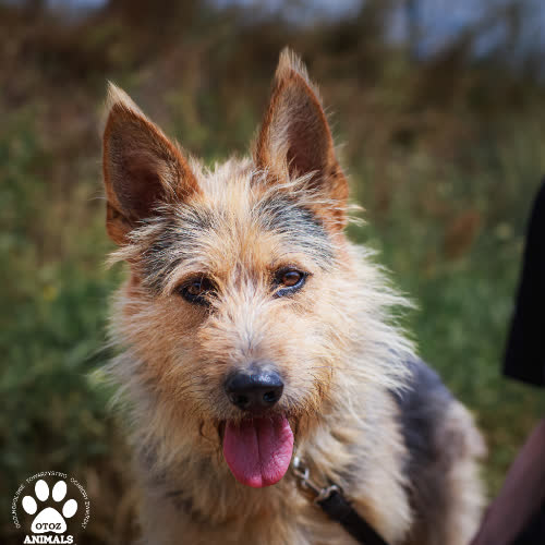 Psy ze schroniska do adopcji Czesio