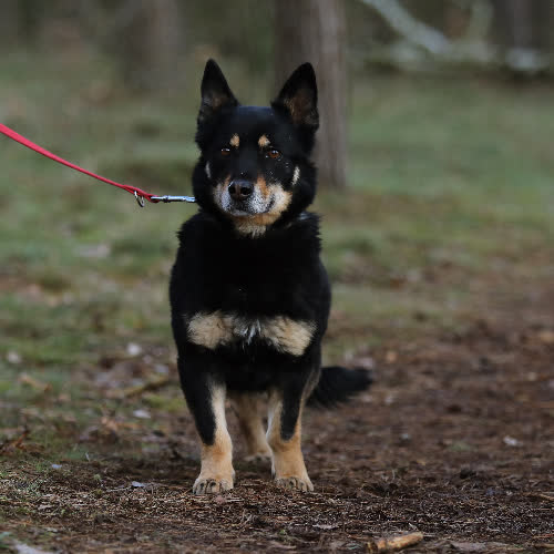 Psy ze schroniska do adopcji Kajko