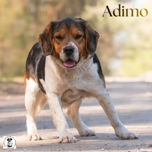 Bealge ADIMO 