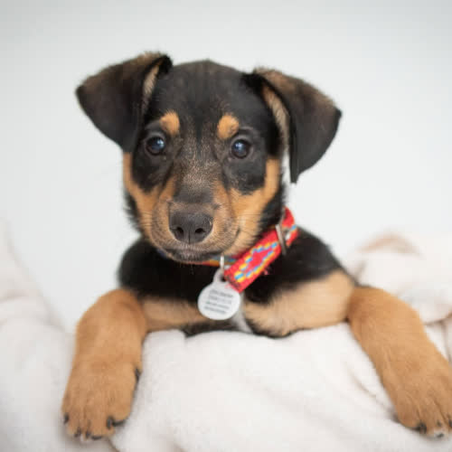 Psy ze schroniska do adopcji Atrelle 