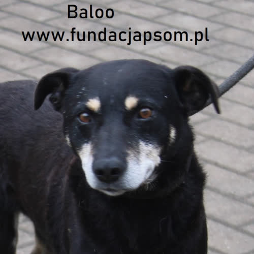 Psy ze schroniska do adopcji Baloo